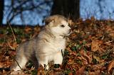 ALASKAN MALAMUTE 574
